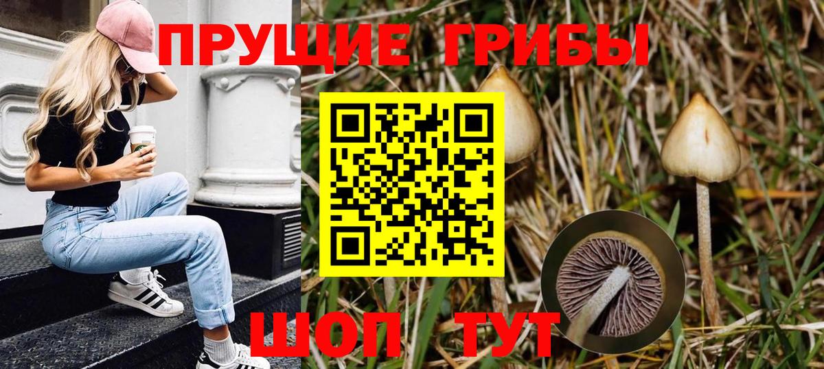 купить наркоту  Вход с VPN  Качканар  Псилоцибиновые грибы Cubensis 
